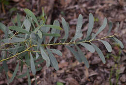 Image of Acacia hemignosta F. Muell.