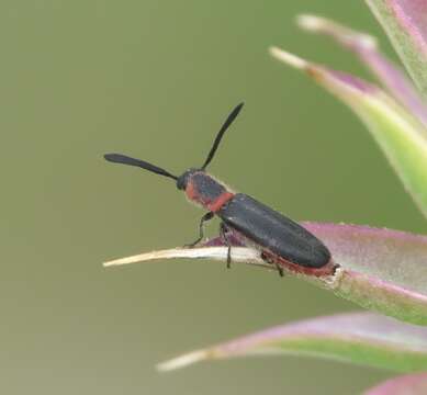 Image of Monophylla terminata (Say 1835)