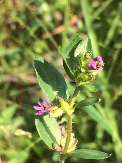 Image of Colombian Waxweed