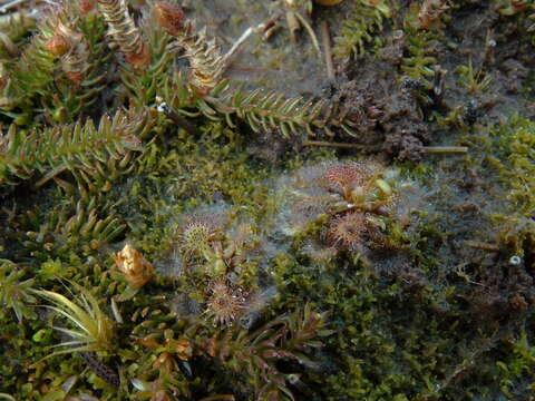 Image of spoonleaf sundew