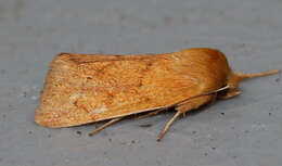 Image of V-lined Quaker Moth