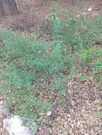 Image of hillside gooseberry