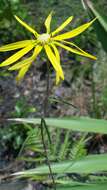 Imagem de Phoebanthus tenuifolia (Torr. & A. Gray) Blake