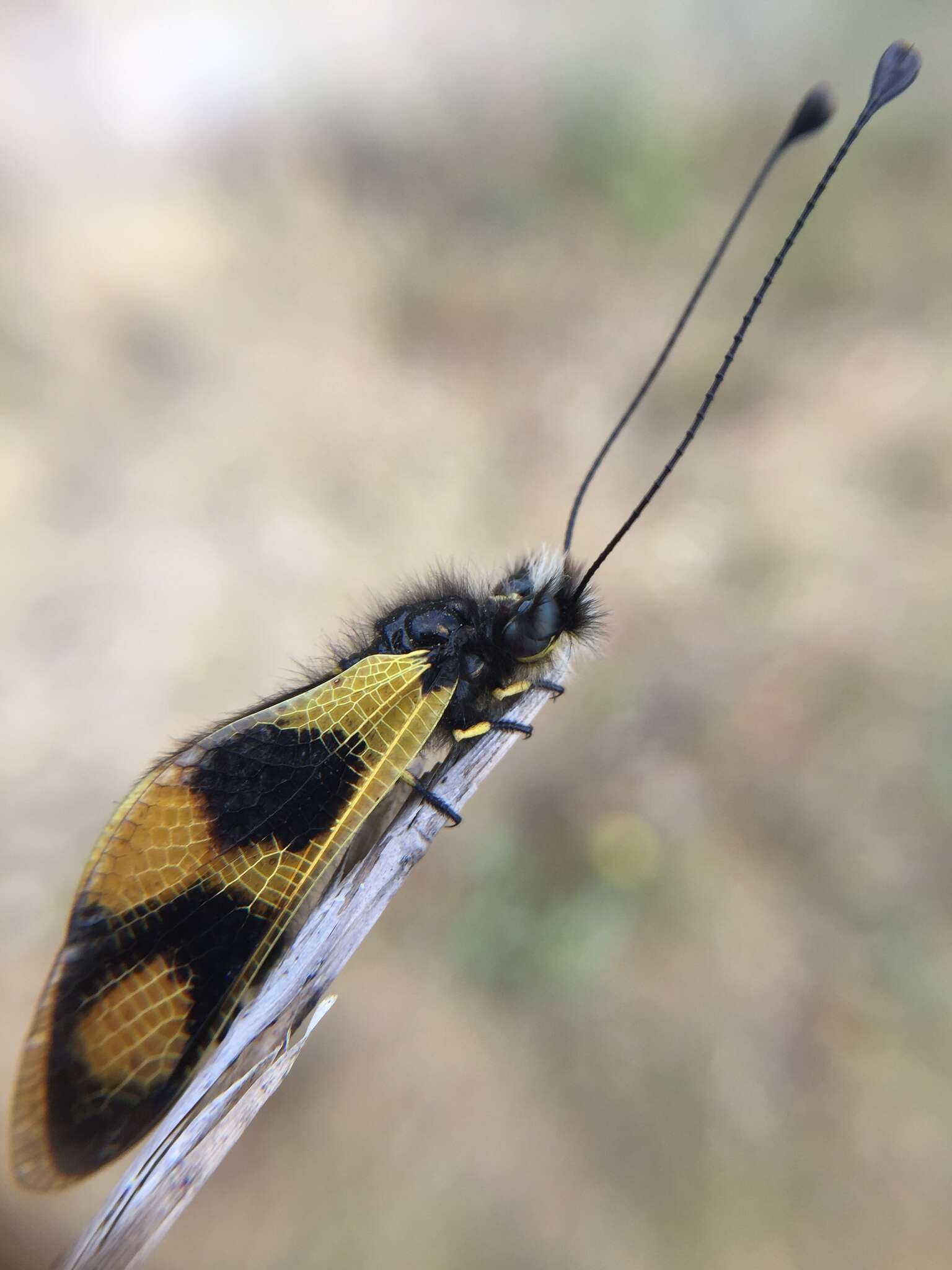 Image of An Owlfly