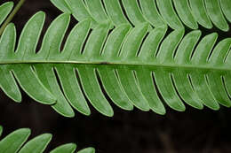 Imagem de Pteris khasiana subsp. fauriei (Hieron.) Fraser-Jenk.