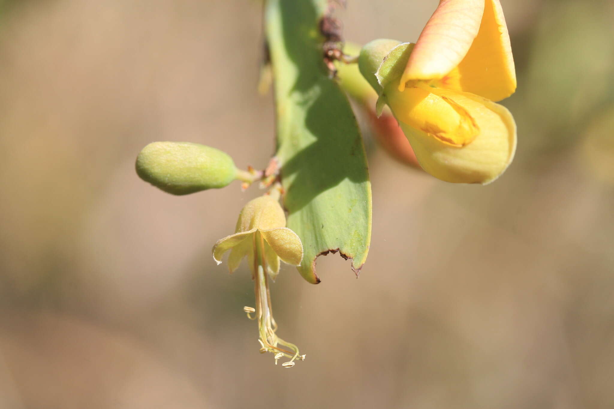 Sivun Bossiaea bossiaeoides (Benth.) Court kuva