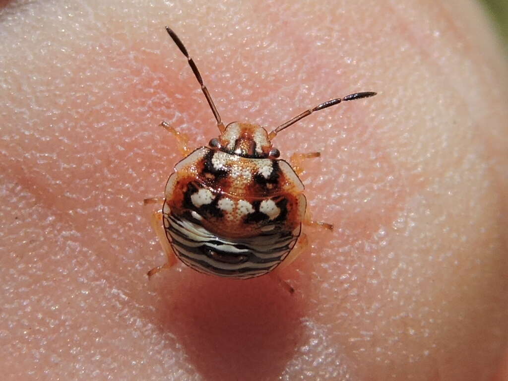 Image of Red-shouldered Stink Bug