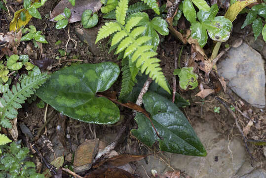 Image of Asarum macranthum Hook. fil.