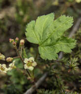 Image of trailing black currant