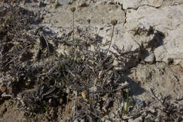 Image of Leptinella pectinata subsp. villosa (D. Lloyd) D. G. Lloyd & C. J. Webb