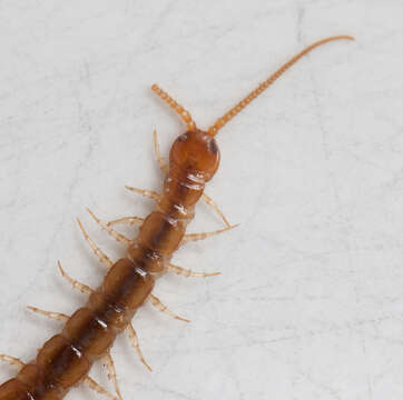 Image of Lithobius melanops Newport 1845