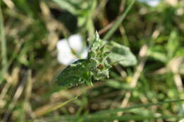 Image of Nierembergia calycina Hook.