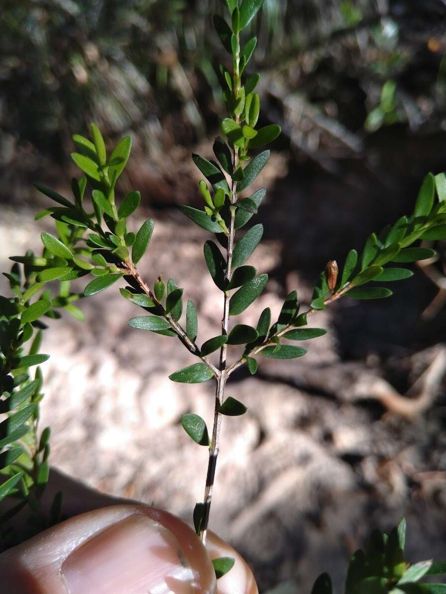 Image of Sannantha bidwillii (A. R. Bean) Peter G. Wilson