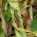 Слика од Amblytropidia trinitatis Bruner & L. 1904