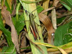 Слика од Amblytropidia trinitatis Bruner & L. 1904