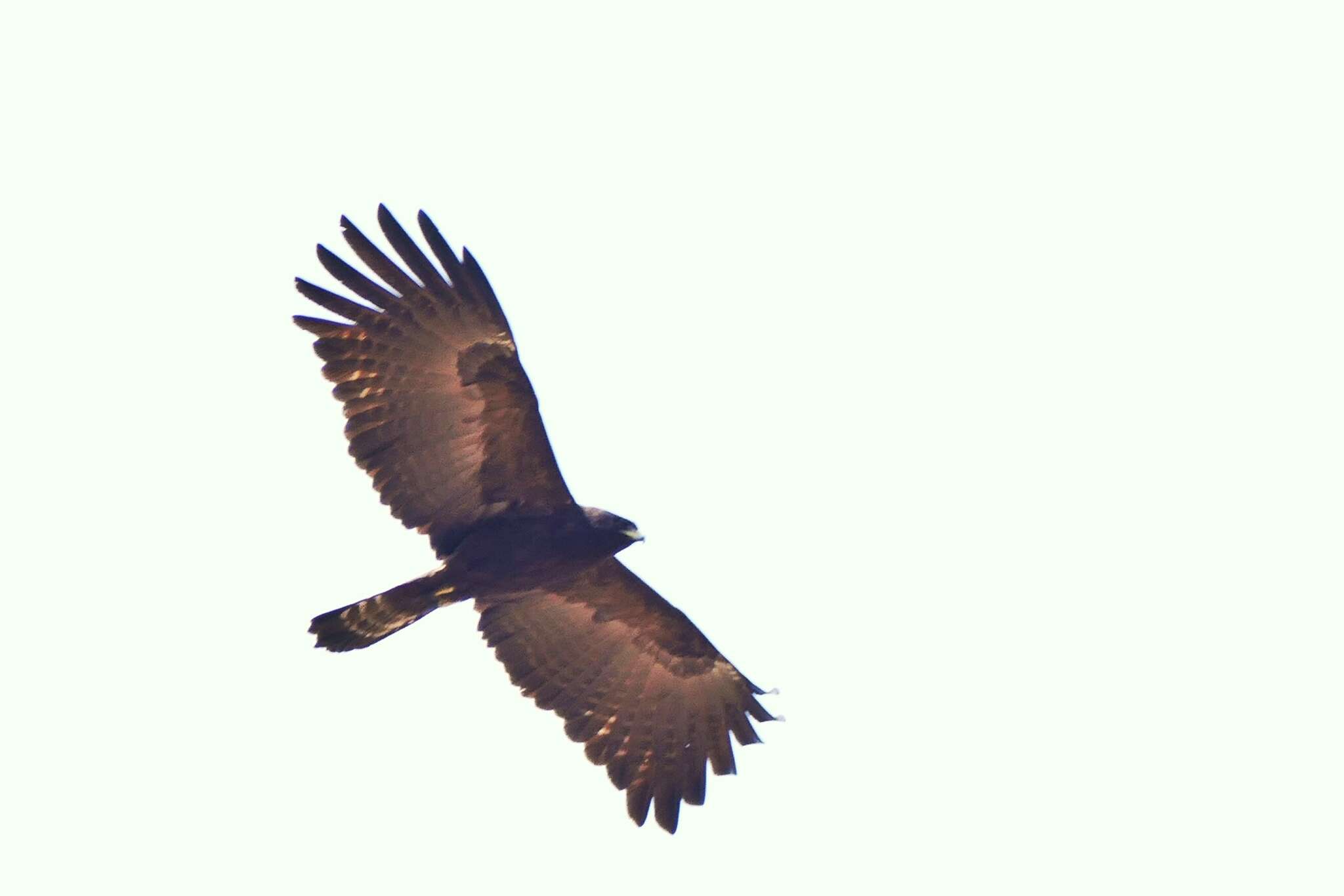 Image of Asian Black Eagle