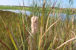 Image de Typha capensis (Rohrb.) N. E. Br.