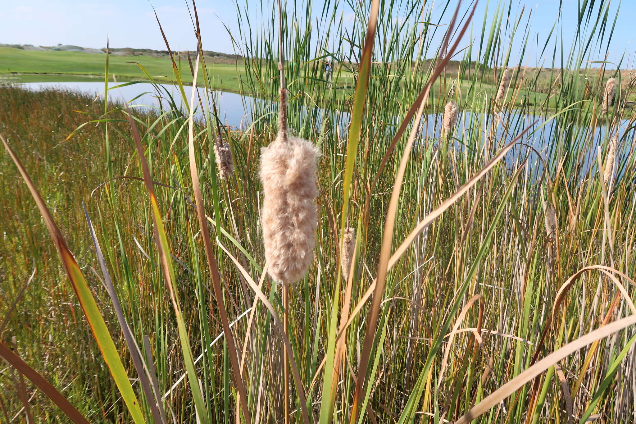 Image de Typha capensis (Rohrb.) N. E. Br.