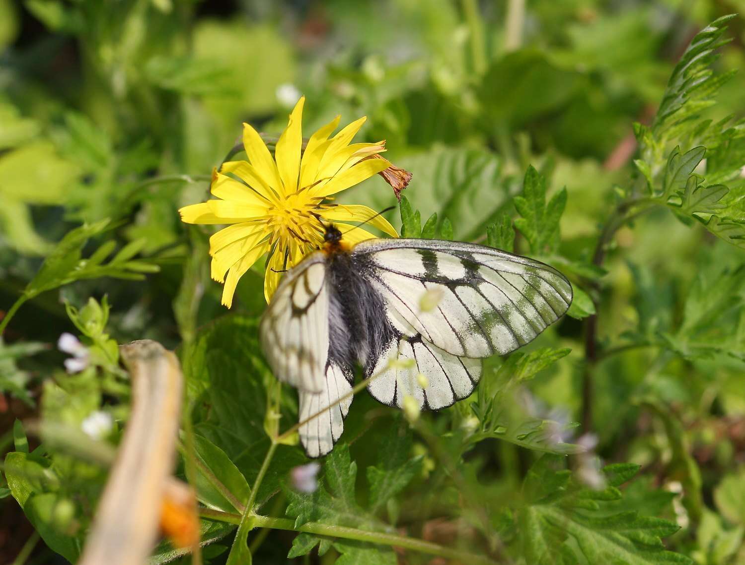 Plancia ëd Parnassius glacialis Butler 1866