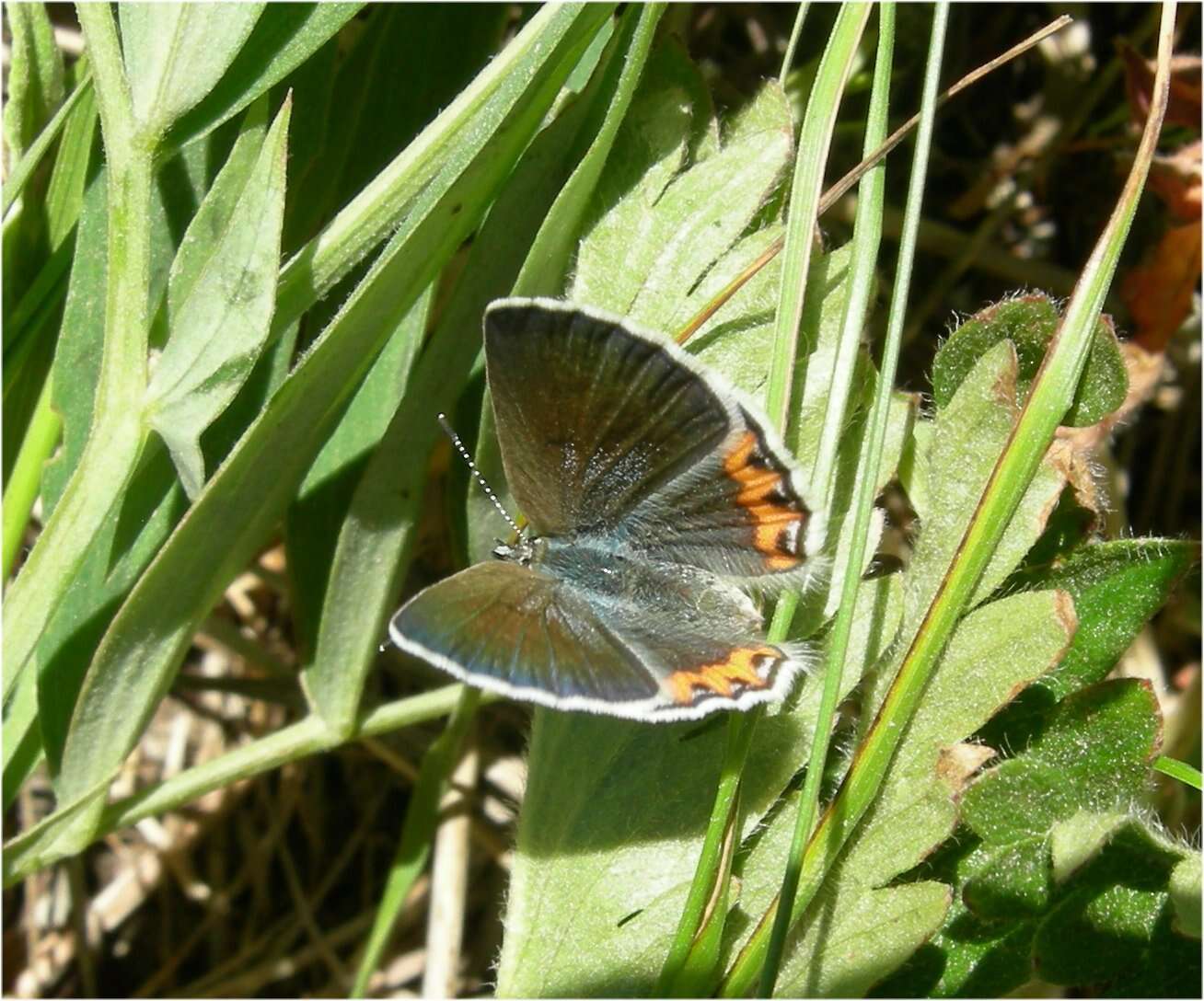 Image of Icaricia lupini lutzi