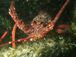 Image of Red Rock Lobster