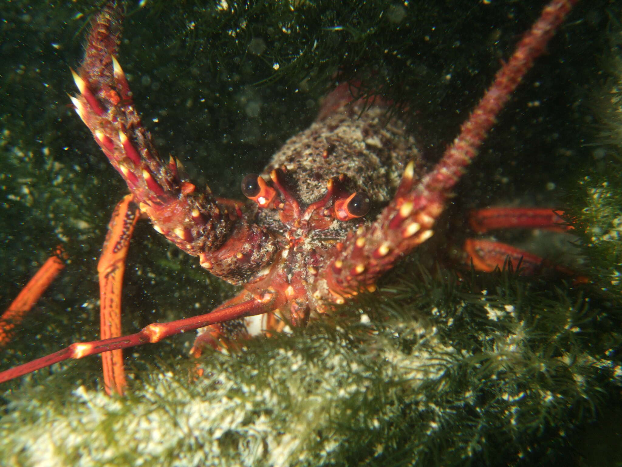 Image of Red Rock Lobster