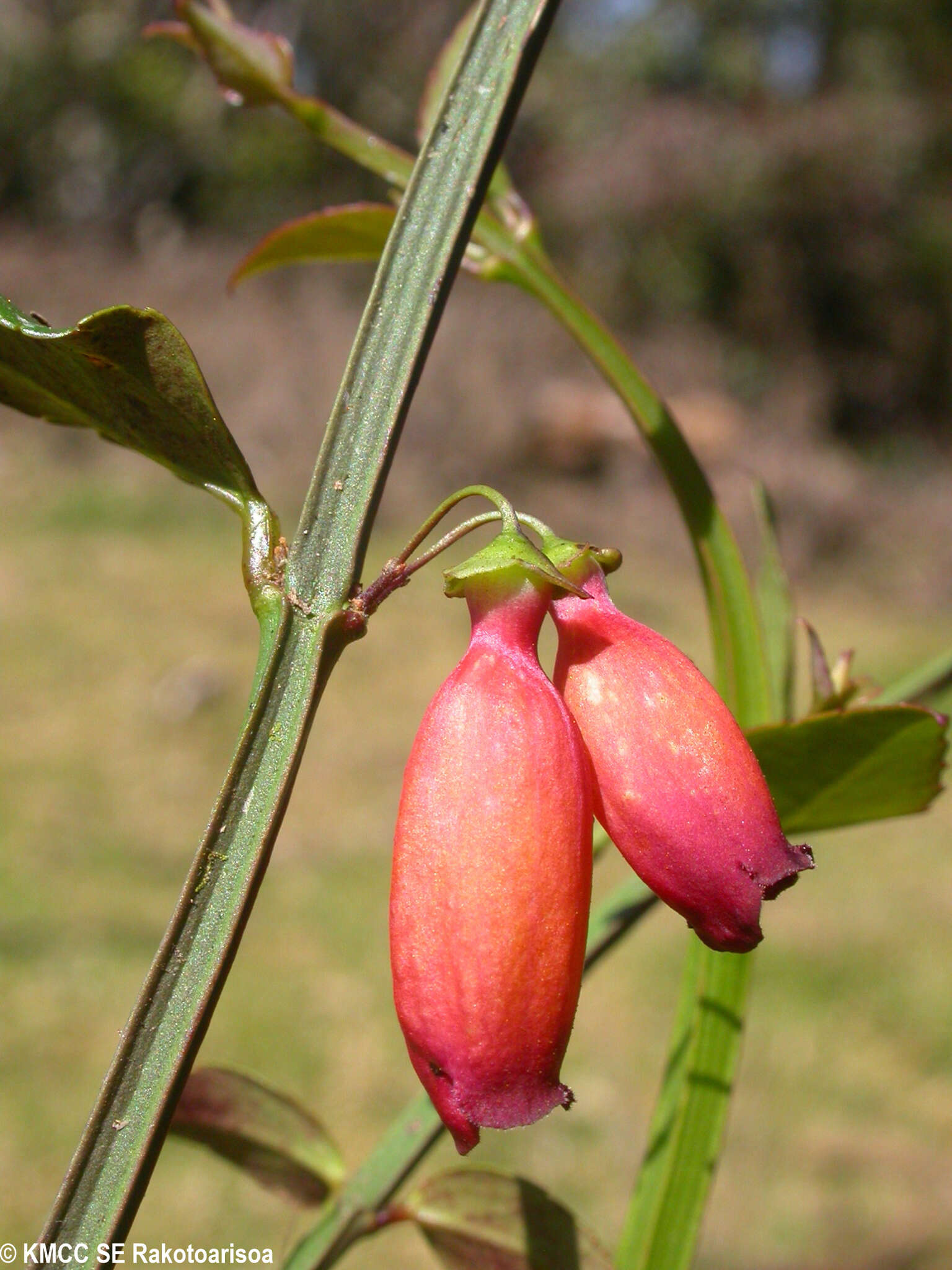 Image of Halleria ligustrifolia Baker