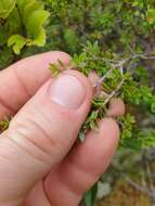 Image of Epacris pauciflora var. sinclairii (Hook. fil.) Cheesem.