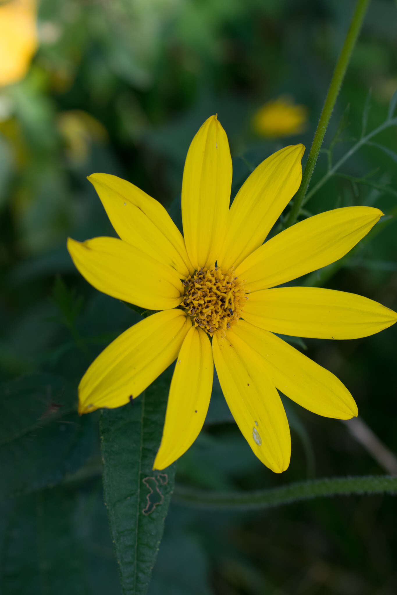 صورة Helianthus divaricatus L.