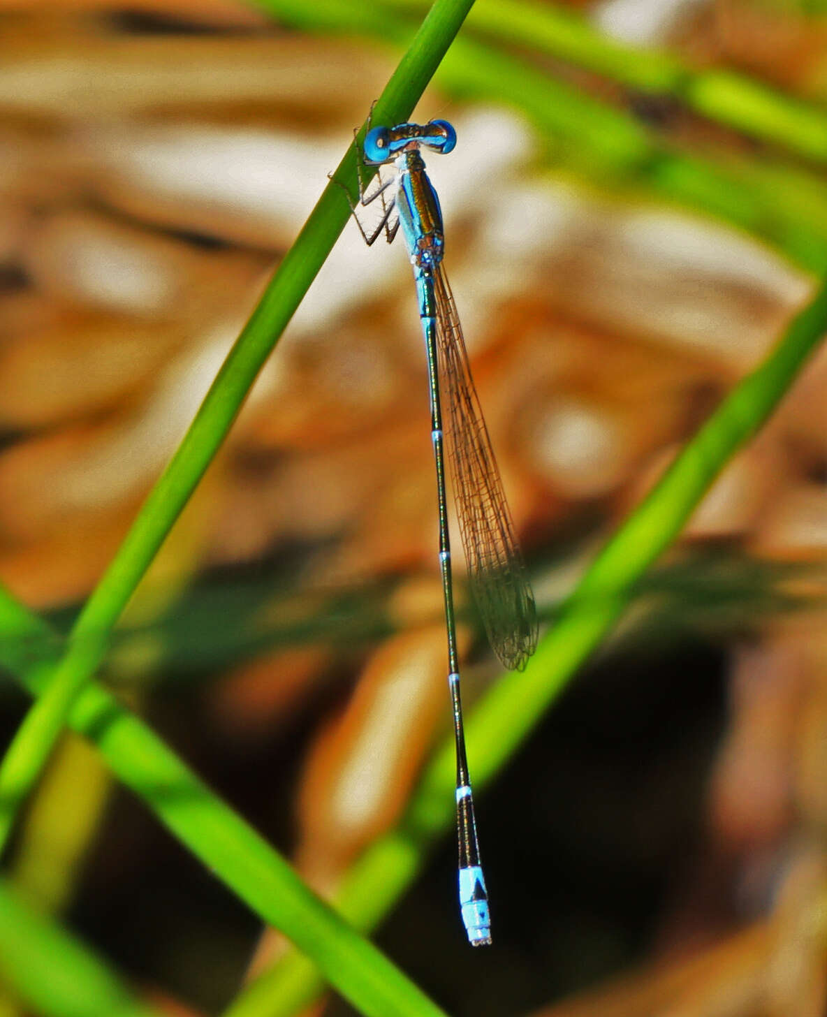 Image of Nehalennia minuta (Selys ex Sagra 1857)