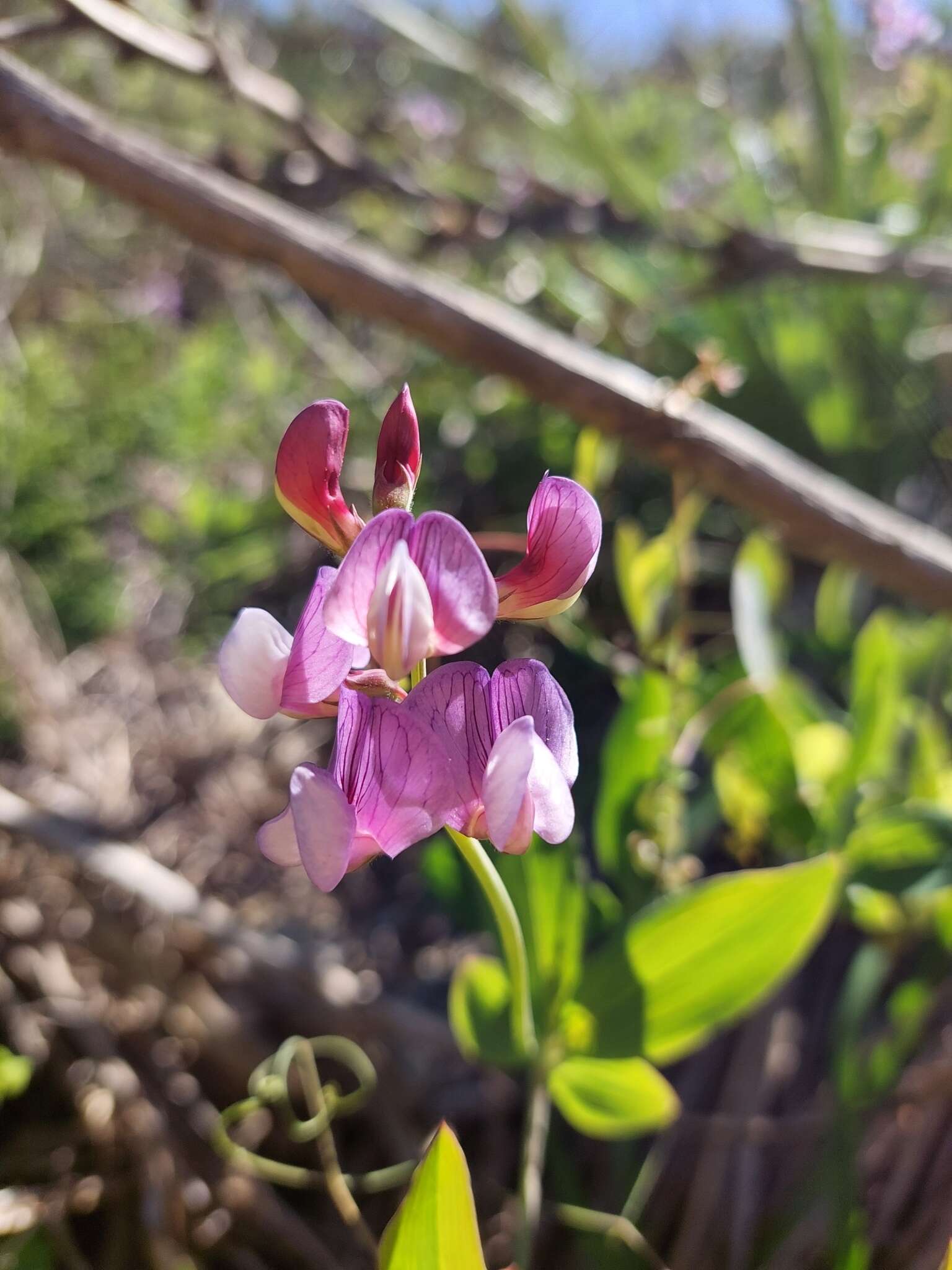 Image of Lathyrus magellanicus Lam.