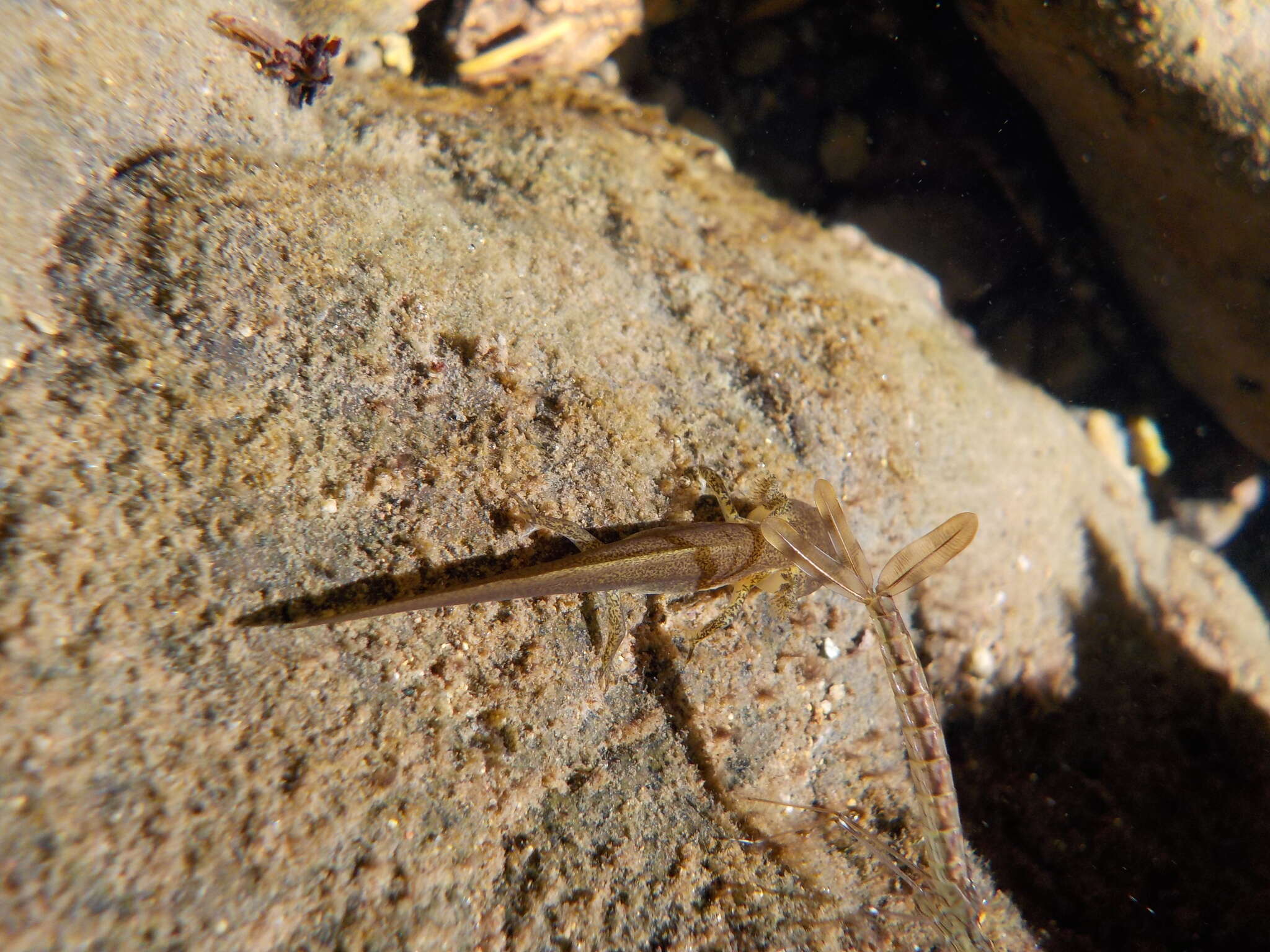 Image of Redbelly Newt