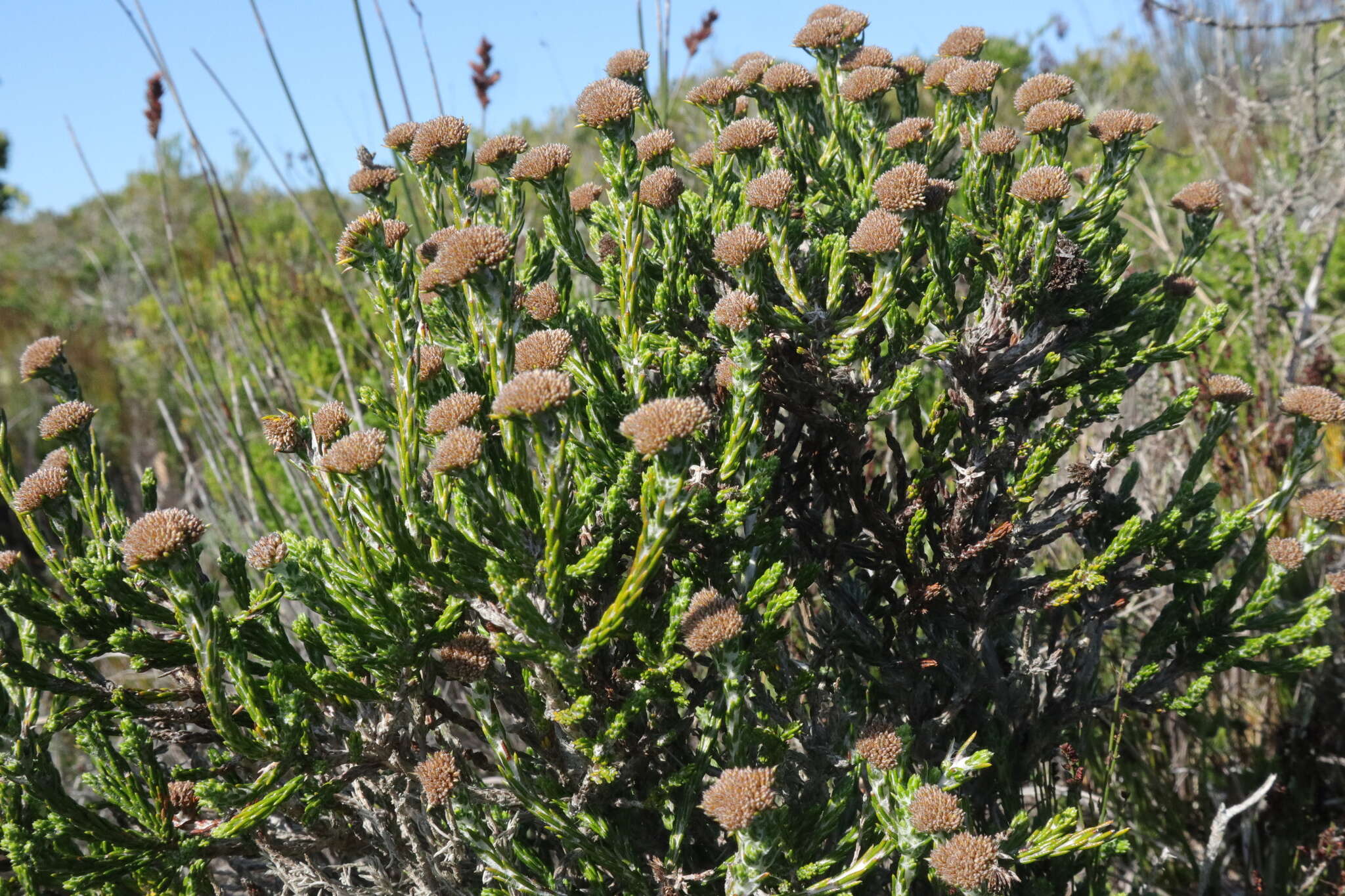 Image of Metalasia erectifolia Pillans
