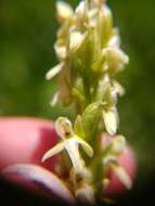 Imagem de Platanthera estesii W. J. Schrenk