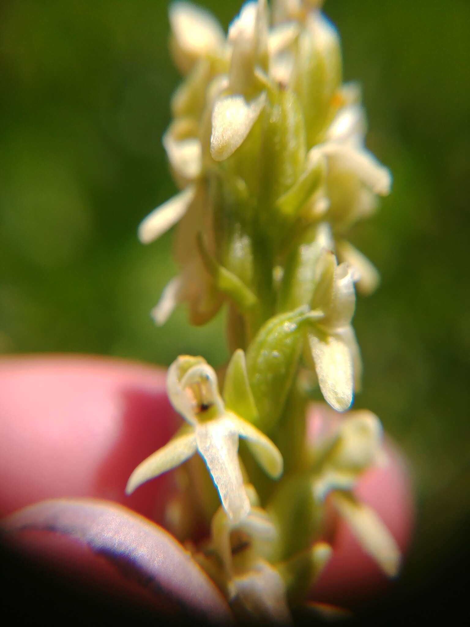 Imagem de Platanthera estesii W. J. Schrenk