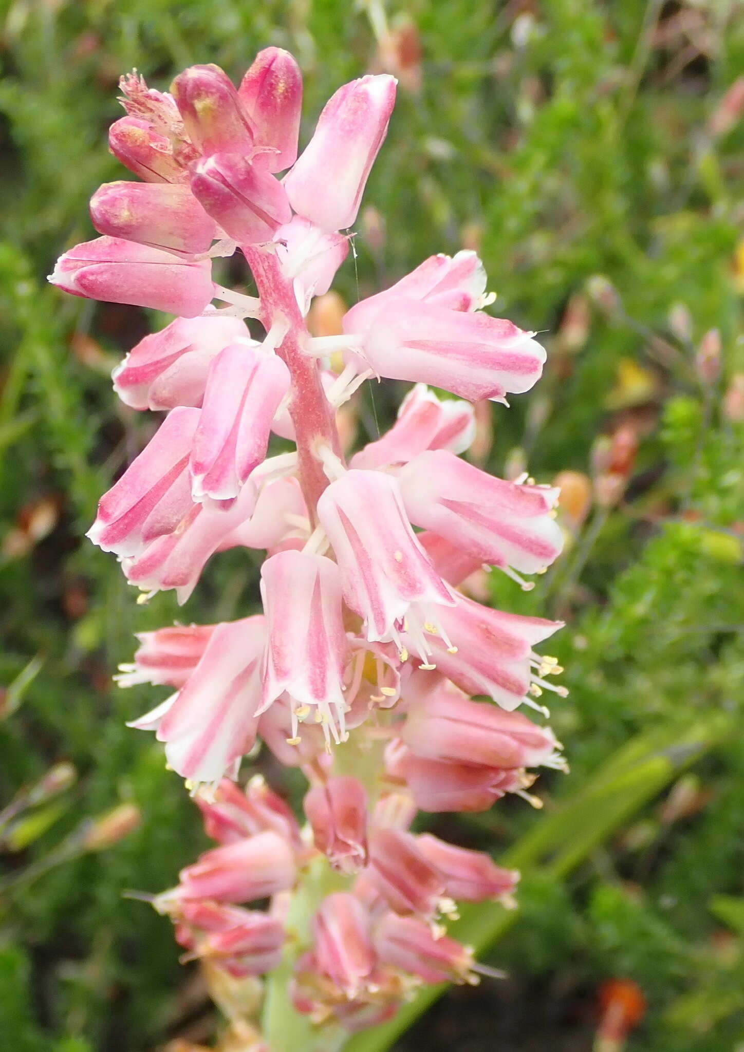 Imagem de Lachenalia youngii Baker