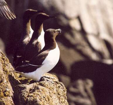 Image of Lesser auk