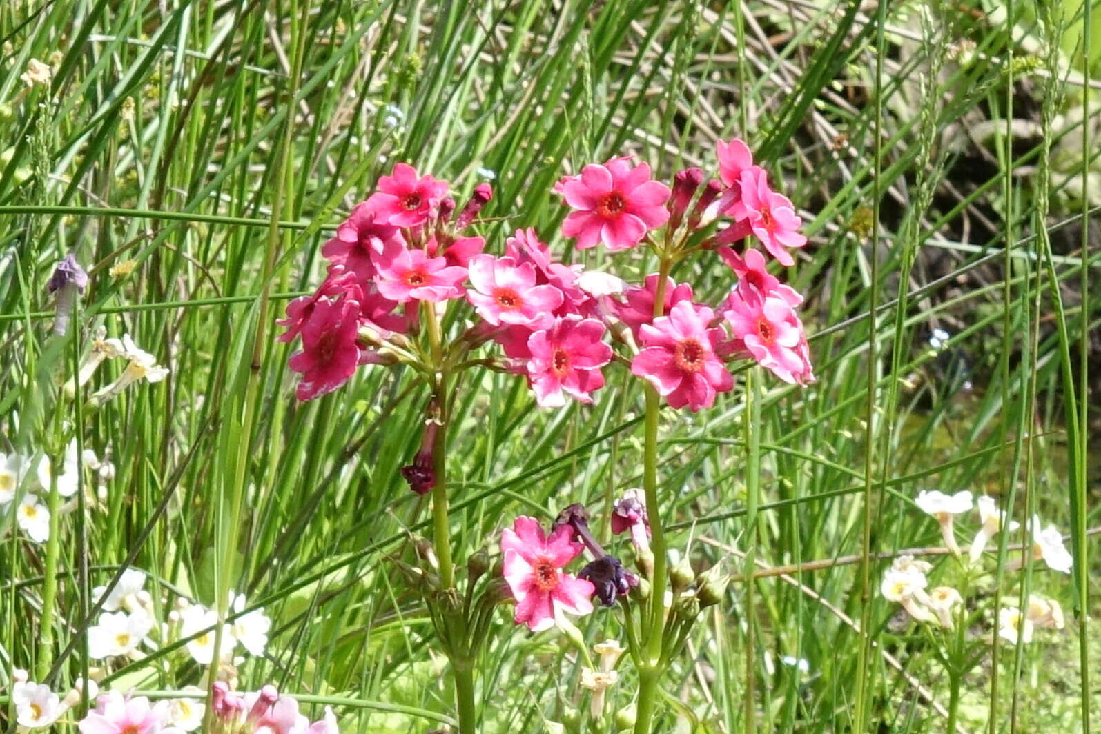 Plancia ëd Primula japonica A. Gray