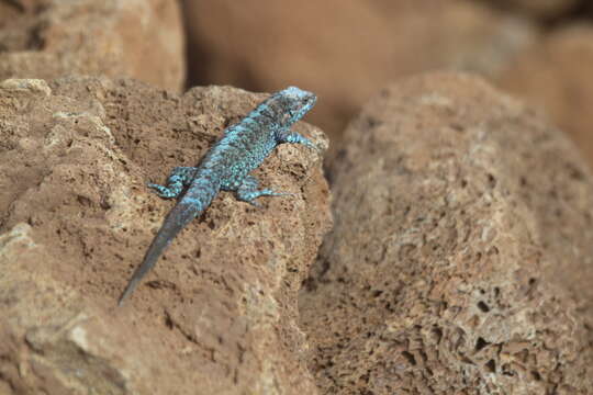 Image of Socorro Island Tree Lizard