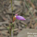 Image of Bletia greenmaniana L. O. Williams