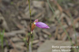 Image of Bletia greenmaniana L. O. Williams