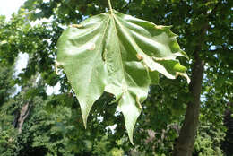 Phyllonorycter platani (Staudinger 1870) resmi