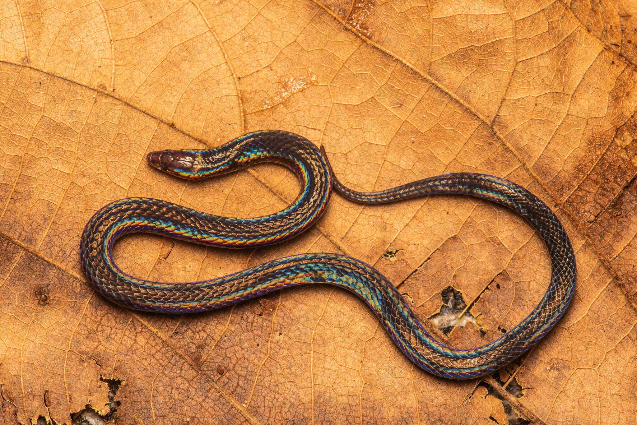 Image of Common Collared Snake