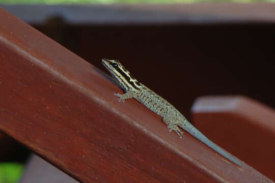 صورة Lygodactylus mombasicus Loveridge 1935