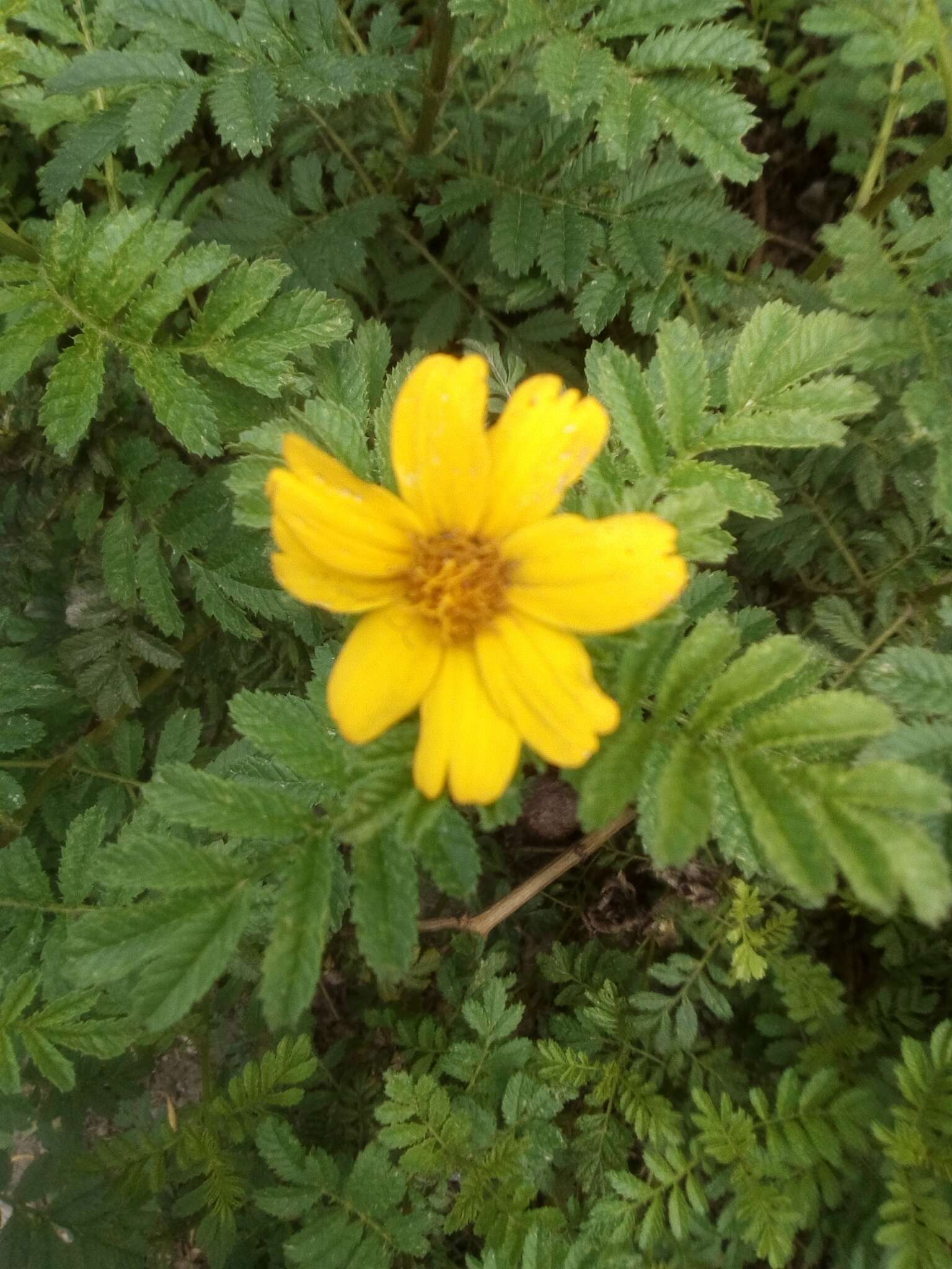 Imagem de Tagetes zypaquirensis Humb. & Bonpl.