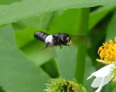 Image of Megachile disjuncta (Fabricius 1781)