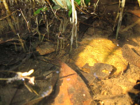 Image of Macropodus hongkongensis Freyhof & Herder 2002