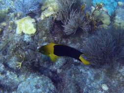 صورة Holacanthus tricolor (Bloch 1795)