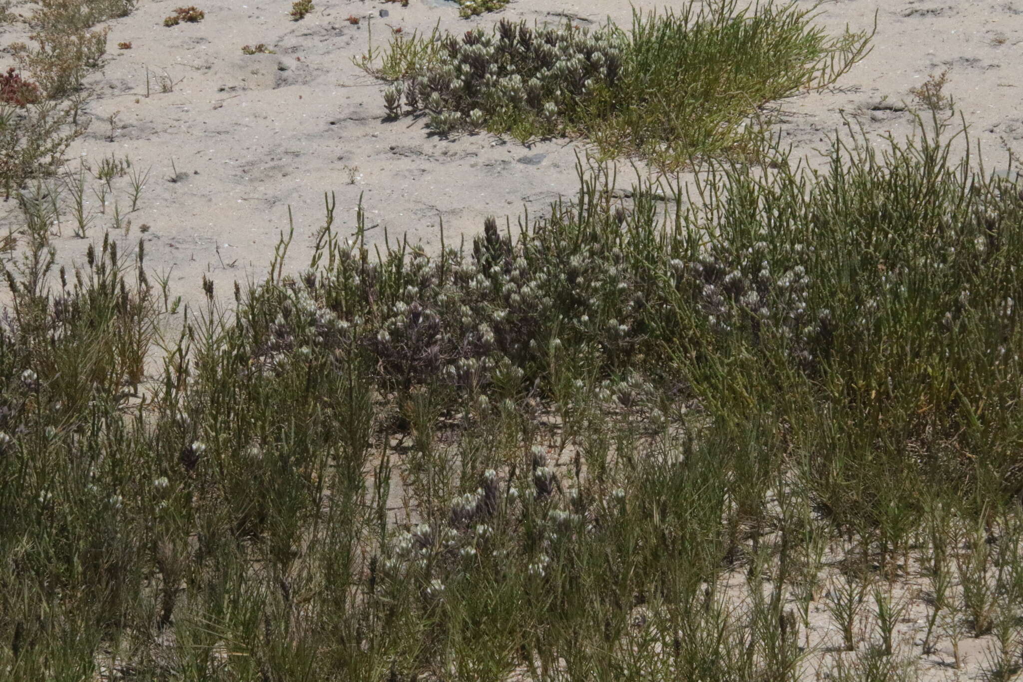 Image de Chloropyron maritimum subsp. maritimum