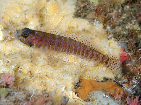 Слика од Corcyrogobius